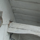 Ridanos Protectors's "Wasp Killing Machine" (Screenshot: YouTube)